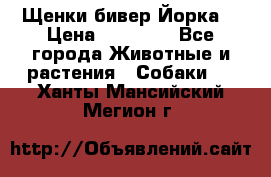 Щенки бивер Йорка  › Цена ­ 30 000 - Все города Животные и растения » Собаки   . Ханты-Мансийский,Мегион г.